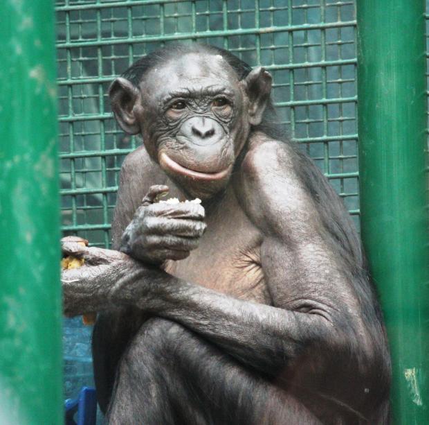 9/11 musical gives zoo officials a chance to change the